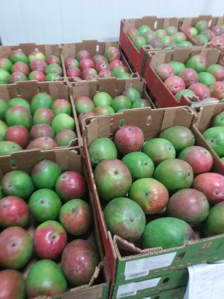 Mango - Peruvian Trade Export & Import EIRL